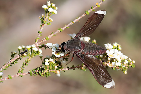 Bee-fly (Comptosia heliophila) (Comptosia heliophila)
